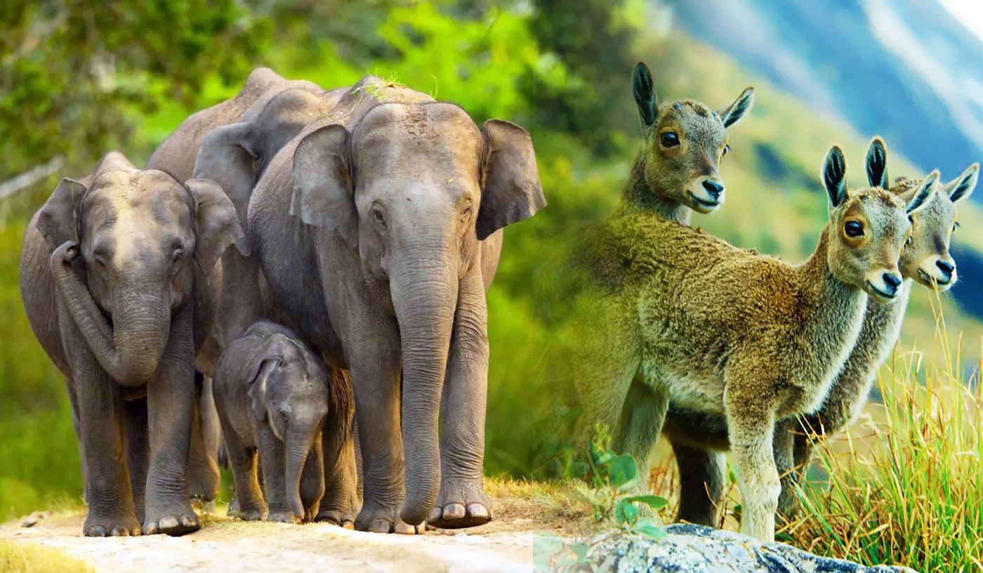 We Offers an Unforgettable Journey ofWildlife Safari Tour